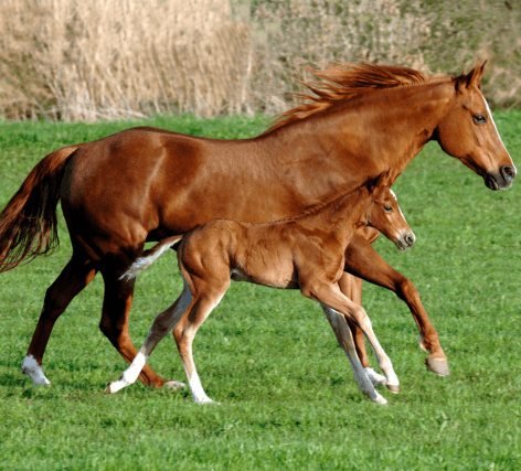 Horses