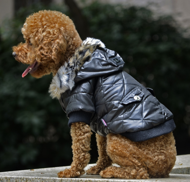 Fur Collar Coat pet clothing