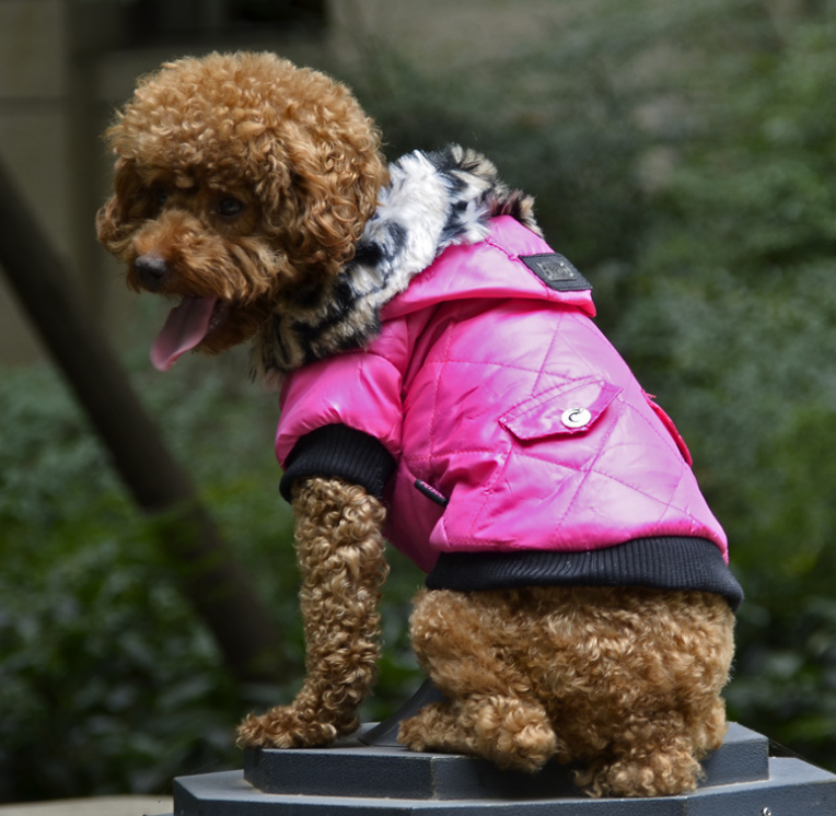 Fur Collar Coat pet clothing